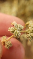 Atriplex argentea expansa