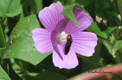 Acmaeodera haemorrhoa