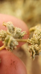 Atriplex argentea expansa