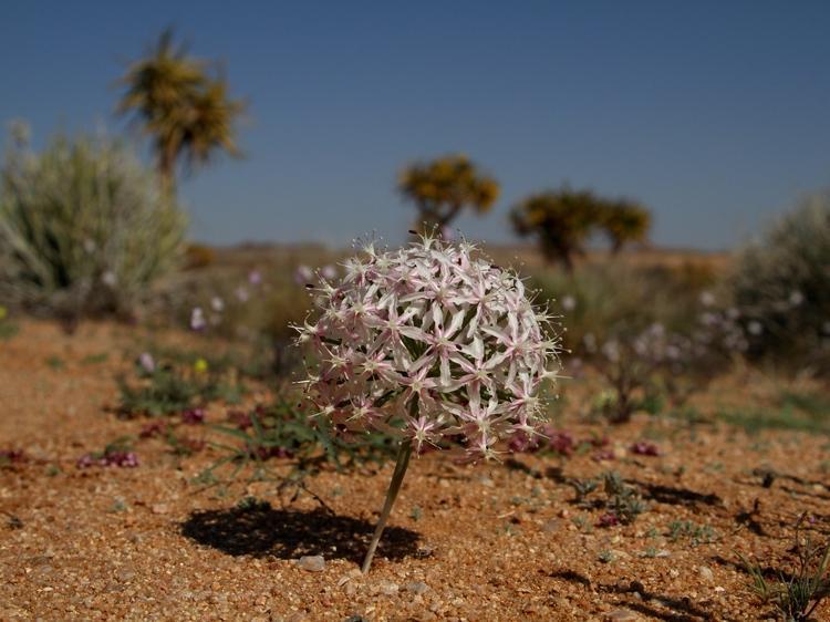 Hessea speciosa