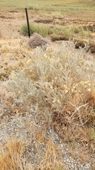 Astragalus asymmetricus