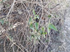 Austrobrickellia patens