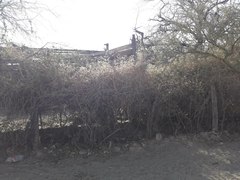 Austrobrickellia patens