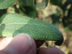Cistus symphytifolius