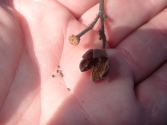 Cistus symphytifolius