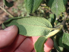Cistus symphytifolius