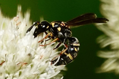 Stenodynerus fundatiformis