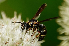 Stenodynerus fundatiformis