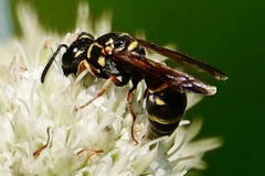 Stenodynerus fundatiformis