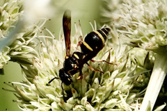 Stenodynerus fundatiformis