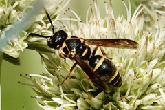 Stenodynerus fundatiformis