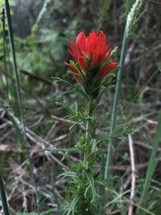 Castilleja fissifolia