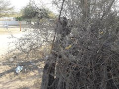 Prosopis reptans