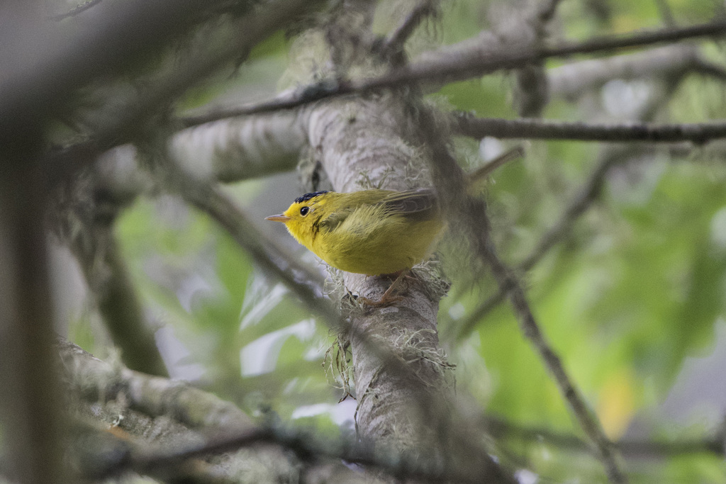 Wilson's Warbler (pusilla)