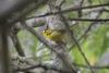 Northern Wilson's Warbler - Photo no rights reserved, uploaded by Dario Taraborelli