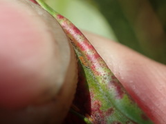 Teuchothrips disjunctus