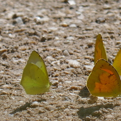 Abaeis mexicana