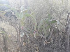 Opuntia anacantha