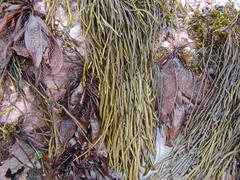 Bifurcariopsis capensis