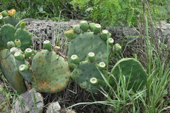 Opuntia tunoidea