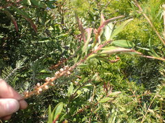 Teuchothrips disjunctus