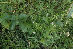 Symphyotrichum lanceolatum interior