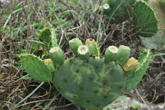 Opuntia tunoidea