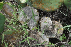 Opuntia tunoidea