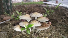 Candolleomyces tuberculatus