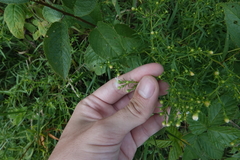 Symphyotrichum lanceolatum interior