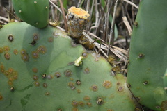 Opuntia tunoidea