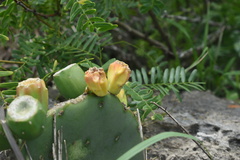 Opuntia tunoidea