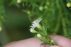 Symphyotrichum lanceolatum interior