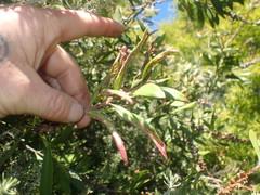 Teuchothrips disjunctus