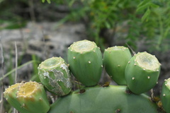 Opuntia tunoidea