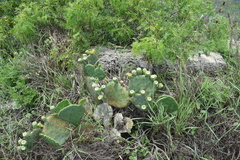 Opuntia tunoidea