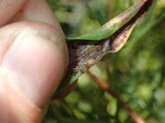 Teuchothrips disjunctus