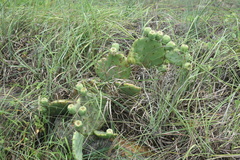 Opuntia tunoidea