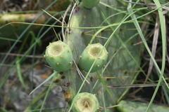 Opuntia tunoidea
