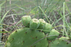 Opuntia tunoidea