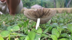 Candolleomyces tuberculatus