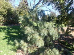 Pinus pinceana