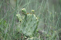 Opuntia tunoidea