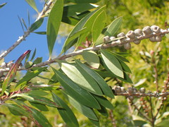 Teuchothrips disjunctus