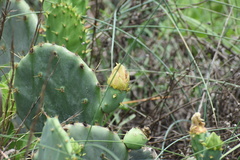 Opuntia tunoidea