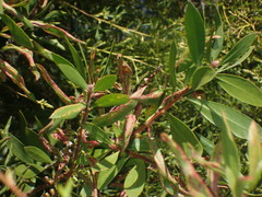 Teuchothrips disjunctus