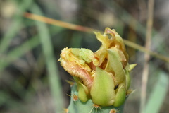 Opuntia tunoidea