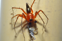 Oxyopes birmanicus