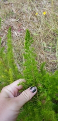 Erica lusitanica