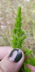 Erica lusitanica